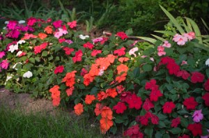 impatiens