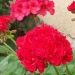 mare_100_0062.png muscata