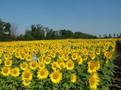 experienta20cu20hibrizi20de20floarea-soarelui2031