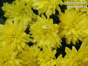 daliigalbene daliigalbene