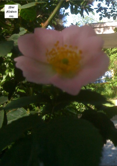 floare de maces pers