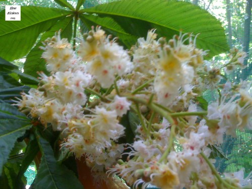 flori de castan pers