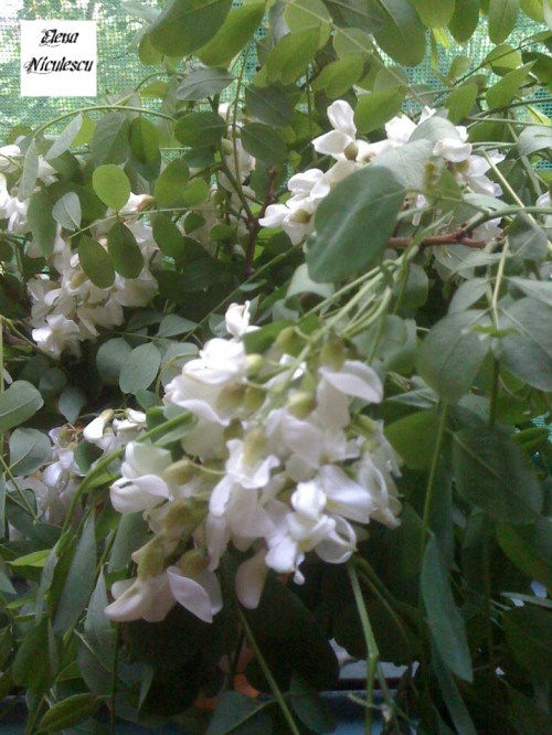 flori de salcam pers