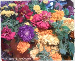 flori de toamna img_2155 dec