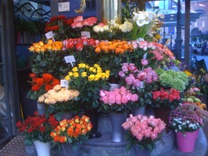 trandafiri v img_2493