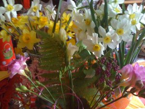 narcise, zarnacadele si frezii