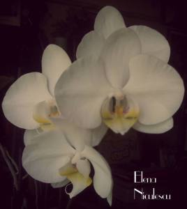 10635961_10204605063307435_8829389952344131493_n