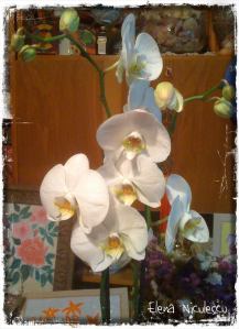 orhidee-alba