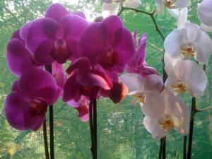 orhidee-ff1