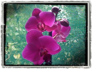 orhideea-cyclam