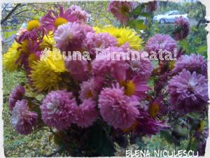 bd-cu-flori-de-noiembrie