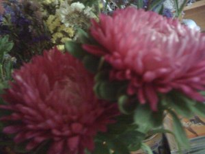 crizanteme-roz