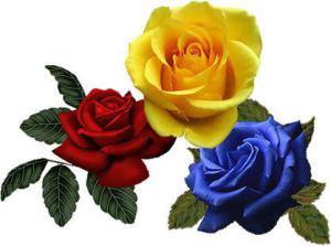 tricolor-trandafiri