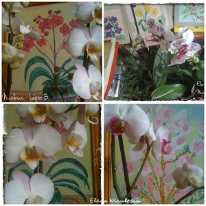 collage-cu-orhidee-albe-si-picturi