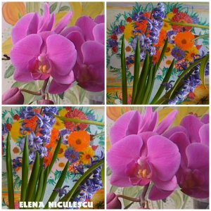 collage-cu-orhidee-si-zambile-11-febr