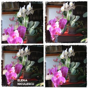 collage-orhidee-22-febr