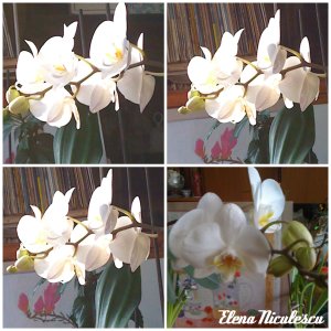collage-orhideea-alba-17-febr