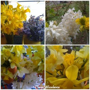 collage-zambile-si-zarnacadele