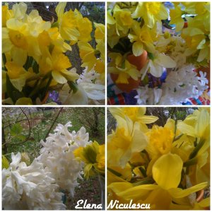 collage-zarnacadele-si-zambile