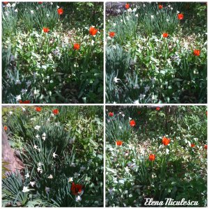 collage lalele 2 aprilie