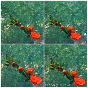 colaj 9 iunie flori de rodiu la geam