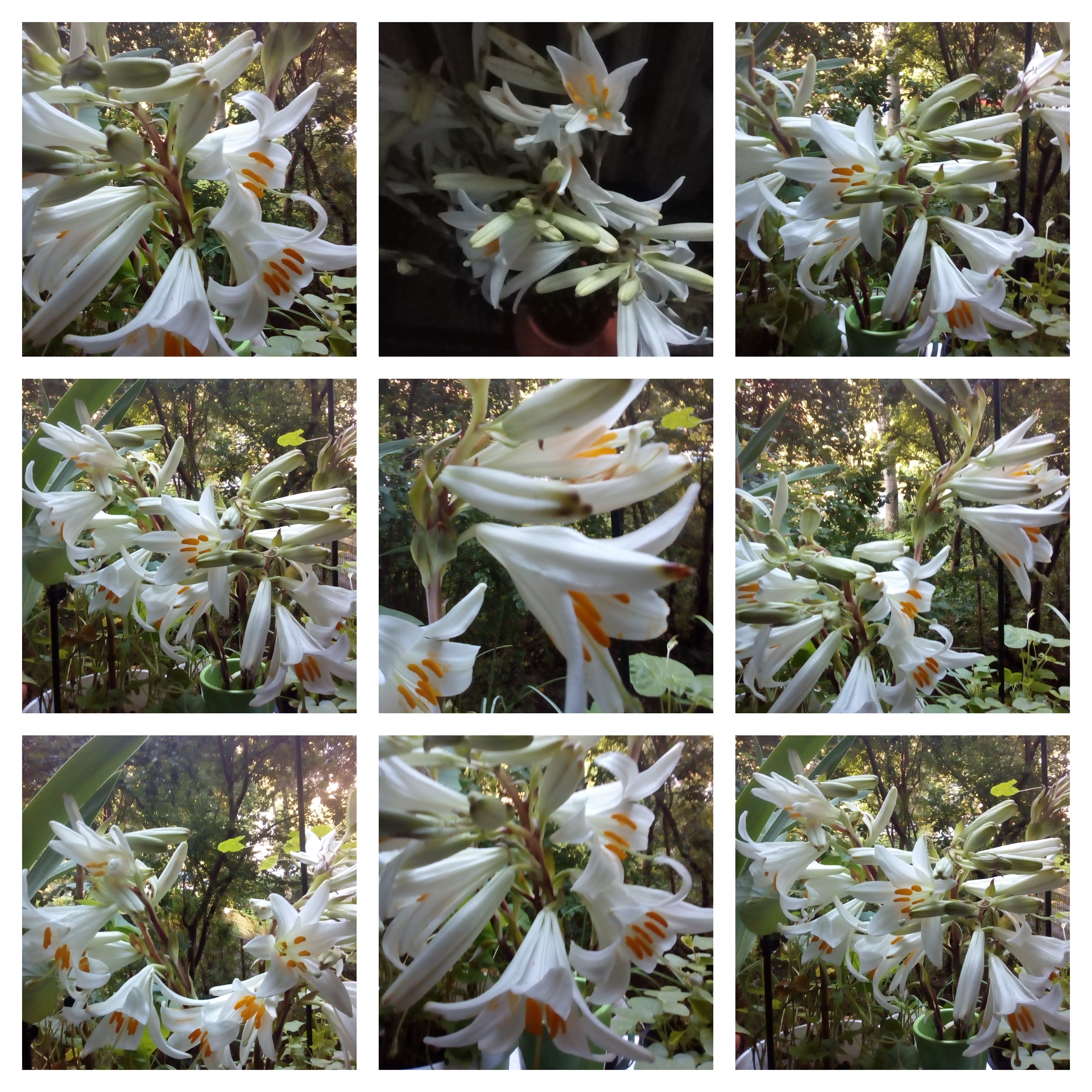 collage crini albi 13 iunie