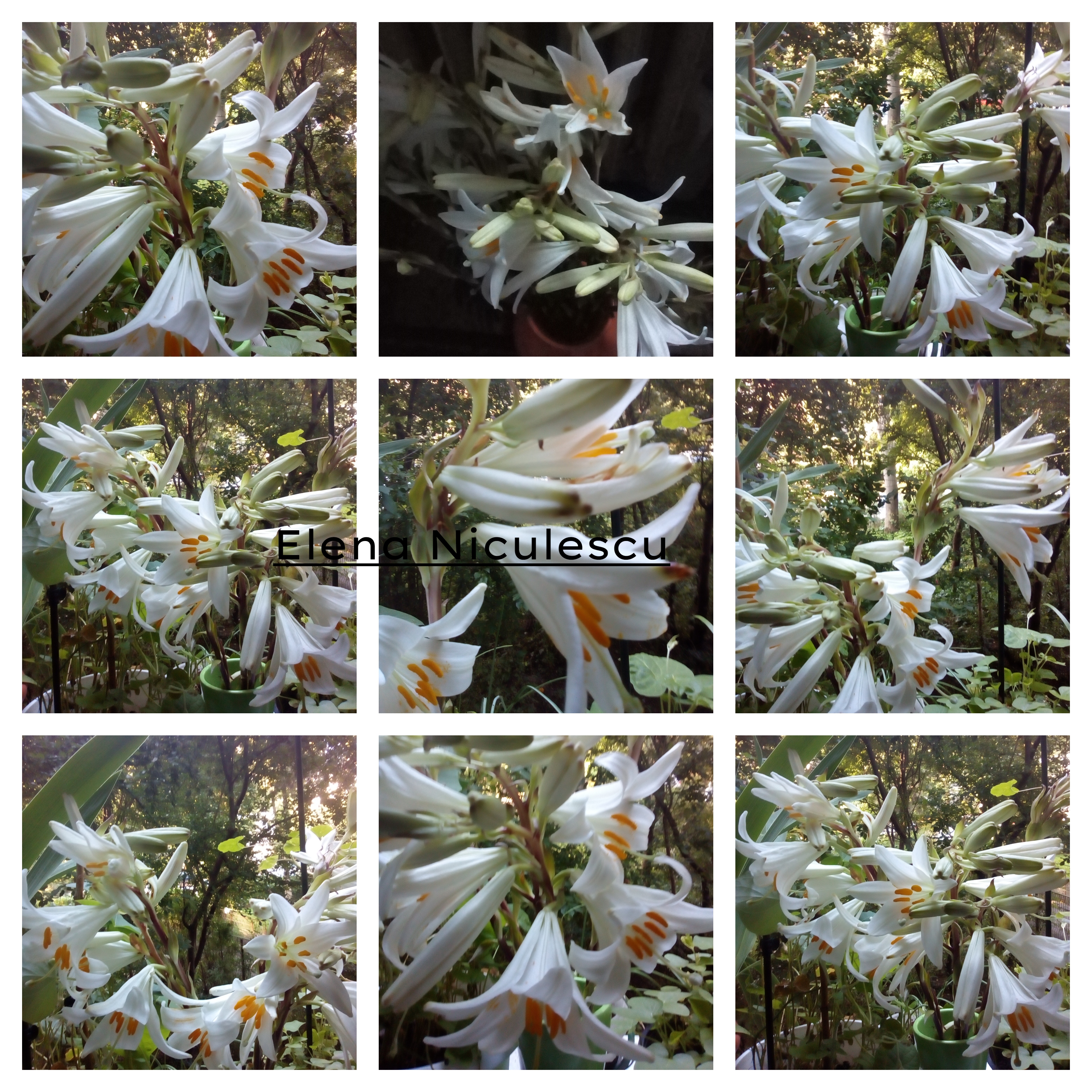 collage crini albi 13 iunie pers