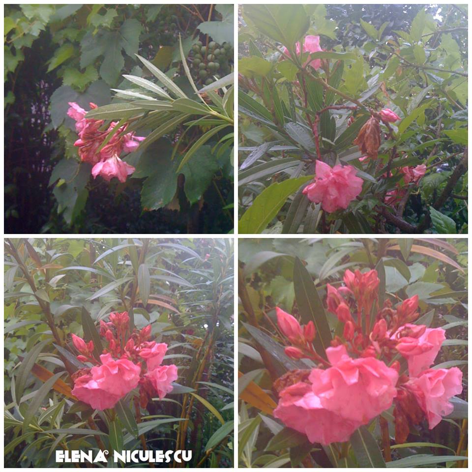 colaj 5 iulie leandru roz