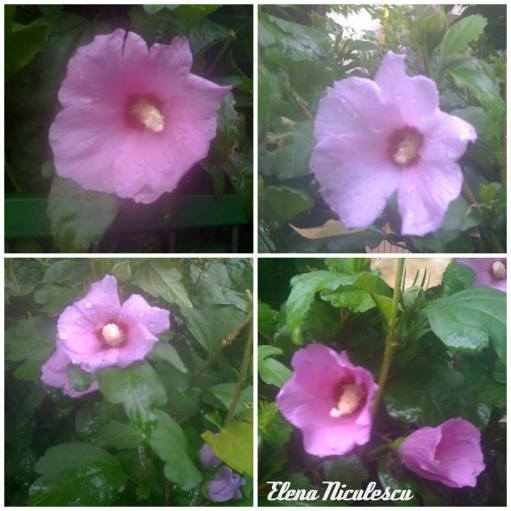 colaj 5 iulie nalbe hib