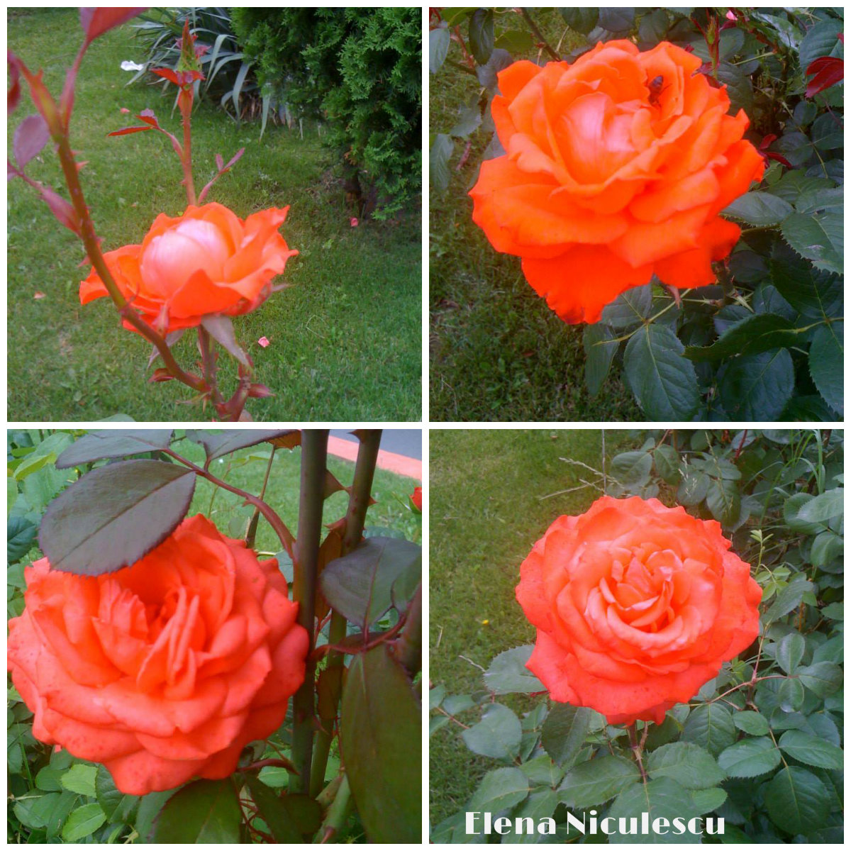 colaj 5 iulie trand ff