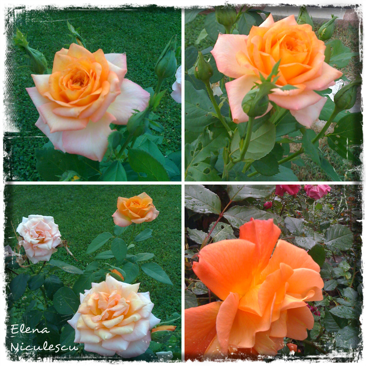 colaj 5 iulie trand fff