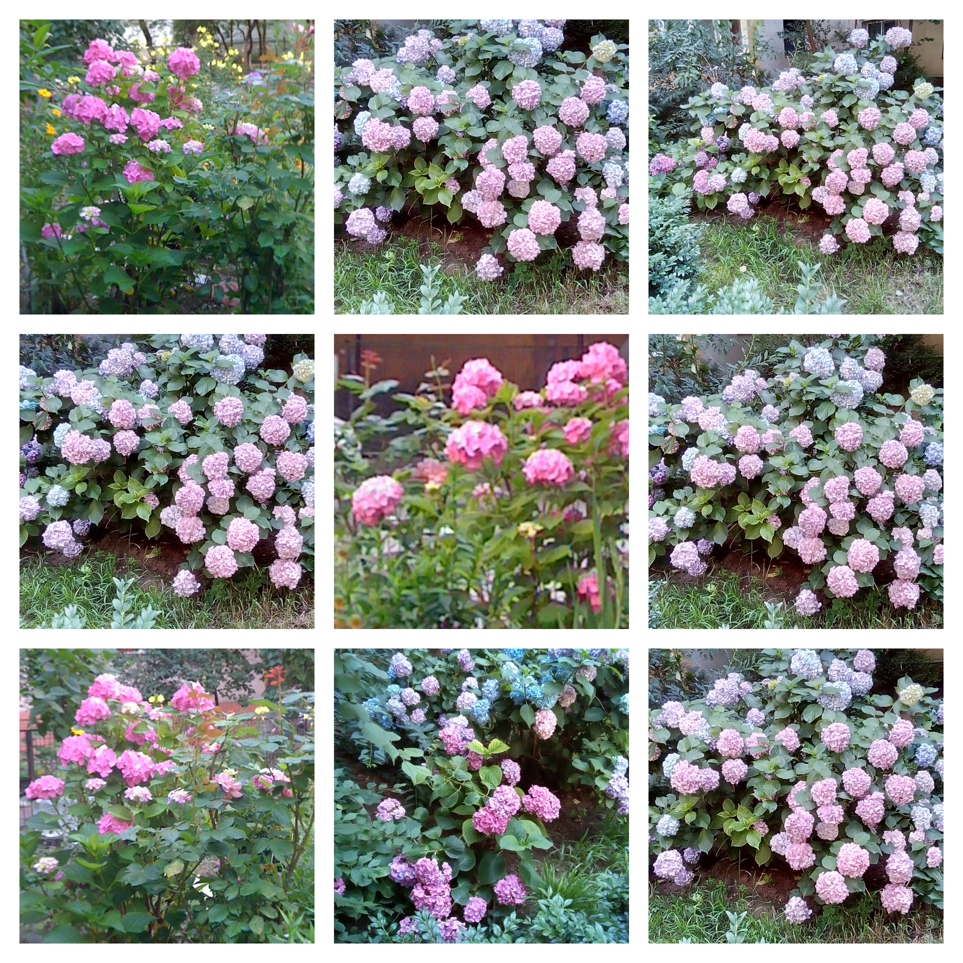 collage hortensii 3 iulie 20 - 21
