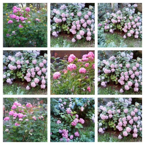 collage hortensii 3 iulie 20 - 21