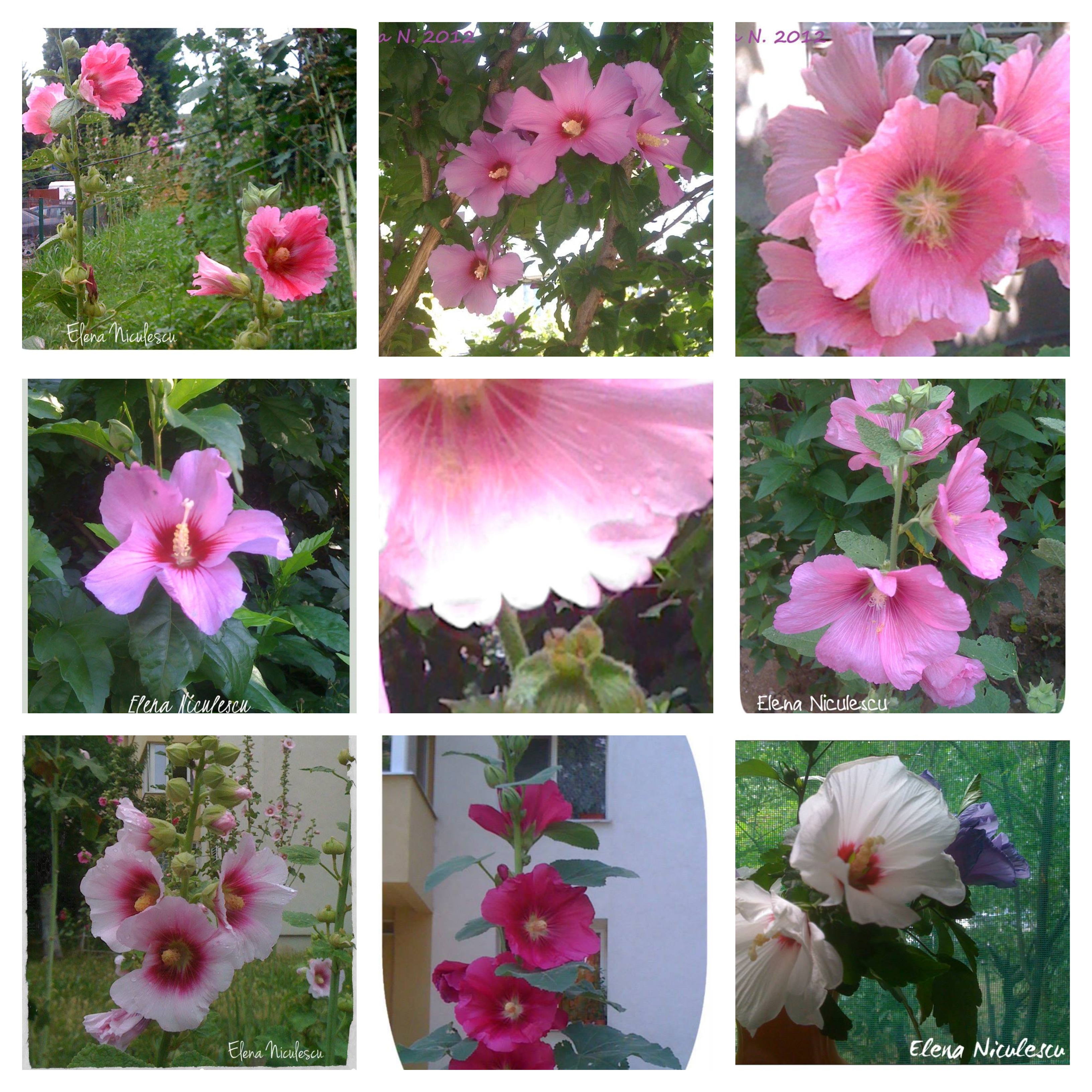 BeFunky-collage nalbe retro 8 aug